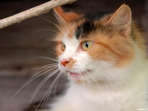 Mačka - Felis Silvestris Catus 3