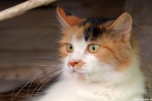 Mačka - Felis Silvestris Catus 4