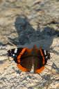 metulj-lepidoptera02.jpg