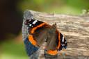 metulj-lepidoptera04.jpg