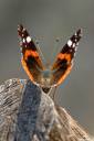 metulj-lepidoptera05.jpg