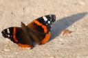 metulj-lepidoptera06.jpg