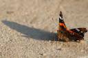metulj-lepidoptera07.jpg