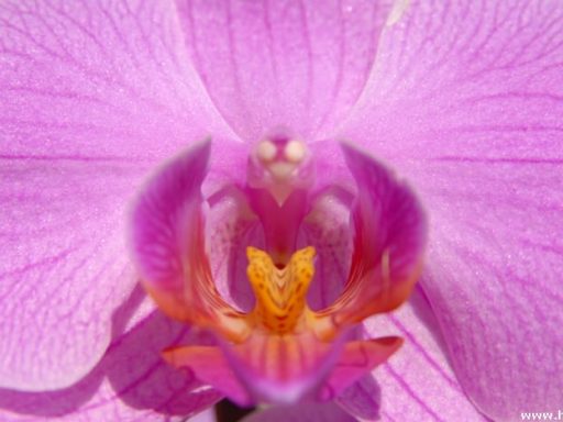Orhideji Phalaenopsis Viroonchan Hybrid in Phalaenopsis Lucky Stripe x First Lady 4