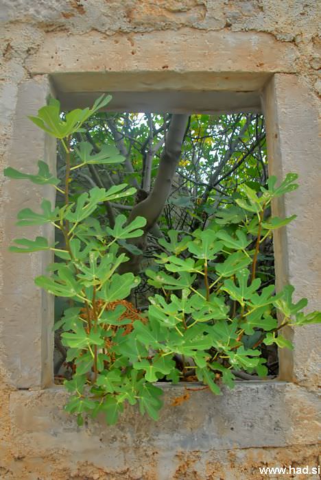 pogled-skozi-okno-01.jpg