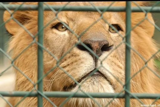 Fotopis Zoo Zagreb 36