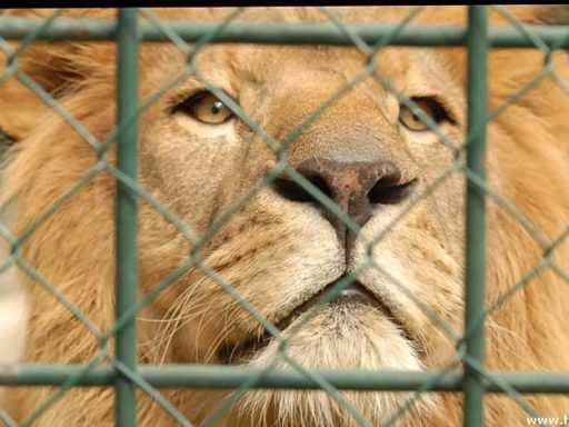 Fotopis Zoo Zagreb 36