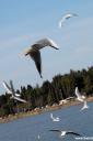 fotografije-galebov-02.jpg