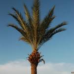 Tunizija - Djerba 1