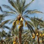 Tunizija - Djerba 8
