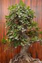 bonsai-photos-fotografije-01.jpg