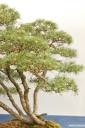 bonsai-photos-fotografije-02.jpg