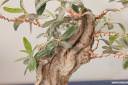 bonsai-photos-fotografije-03.jpg