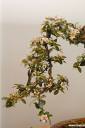 bonsai-photos-fotografije-05.jpg