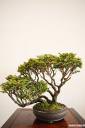bonsai-photos-fotografije-07.jpg