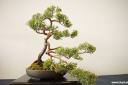 bonsai-photos-fotografije-08.jpg
