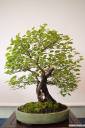 bonsai-photos-fotografije-09.jpg