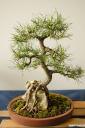 bonsai-photos-fotografije-11.jpg