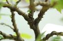 bonsai-photos-fotografije-12.jpg