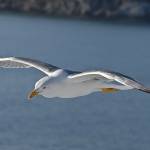 Galeb v letu 1