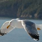 Galeb v letu 3