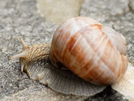 Vinogradniški polž - Helix pomatia 1
