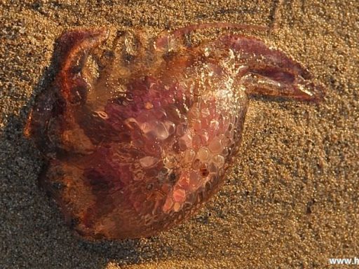 Džinovska meduza 6