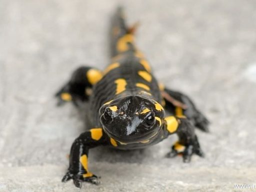 Salamandra salamandra - Močerad 1