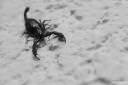 scorpion-photos-001.jpg