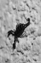 scorpion-photos-005.jpg