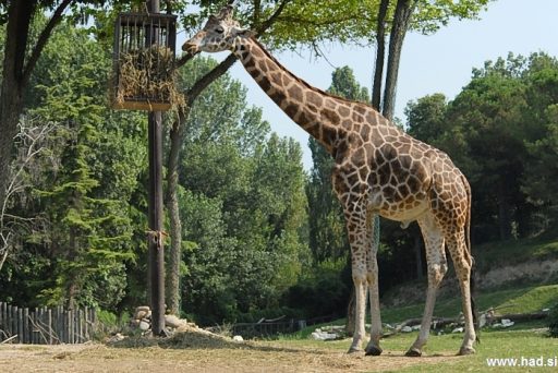 Parco Natura Viva - safari park 6