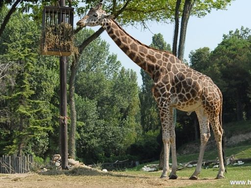 Parco Natura Viva - safari park 6
