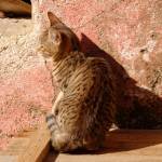 Mačka Felis Silvestris Catus