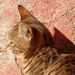 Mačka Felis Silvestris Catus
