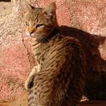 Mačka Felis Silvestris Catus