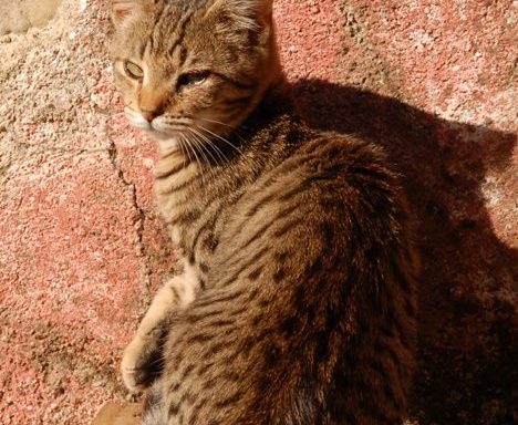 Mačka Felis Silvestris Catus