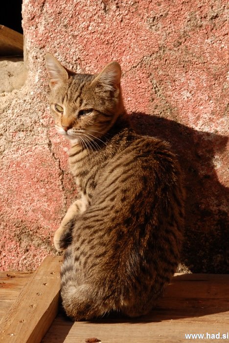 Mačka Felis Silvestris Catus