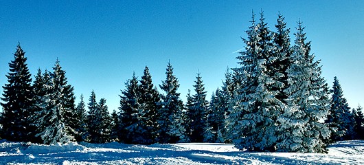 lomografija rogla