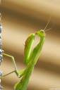 Bogomolka - Mantis religiosa 6