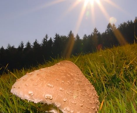 Pride kdo na večerjo - Macrolepiota procera