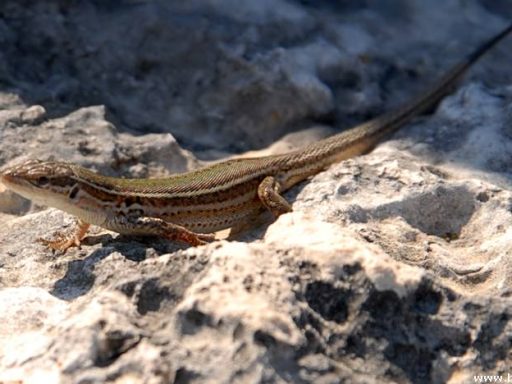Pozirala mi je Lacerta Agilis 1