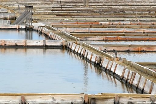 Sečoveljske soline - oaza miru in tišine 1