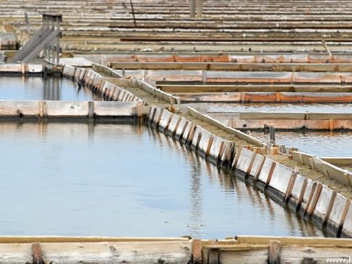 Sečoveljske soline - oaza miru in tišine 1