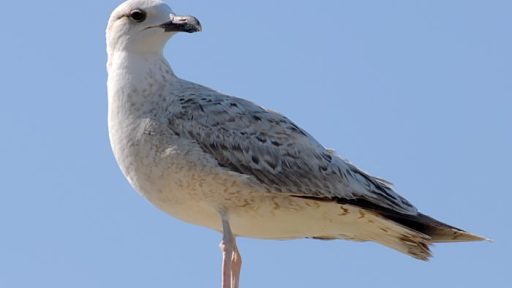 Galeb