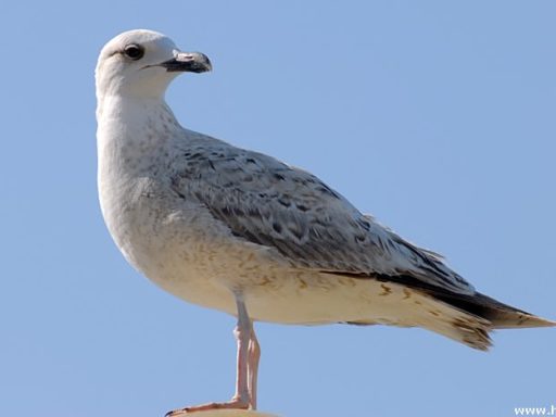 Galeb
