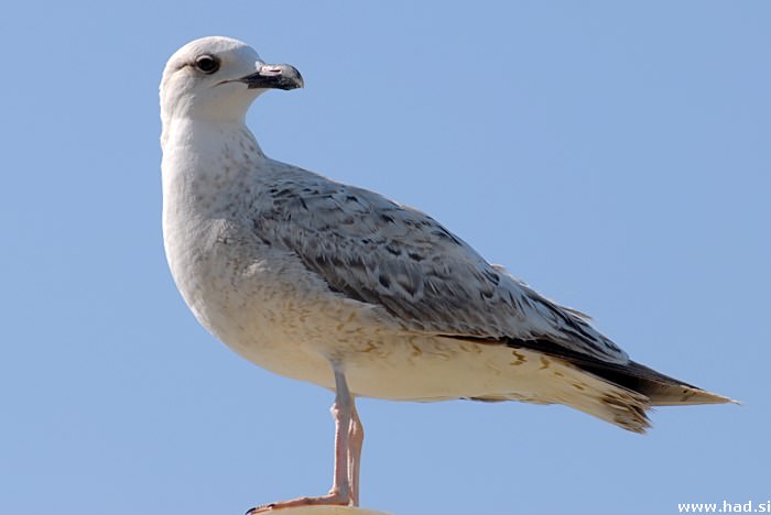Galeb