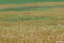 Fields of Green 12