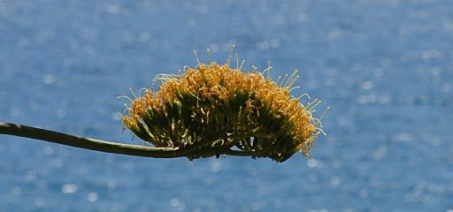 Flora 12
