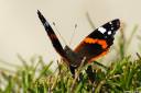 Poziral mi je metulj - Lepidoptera
