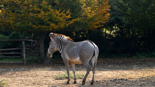 Zebra